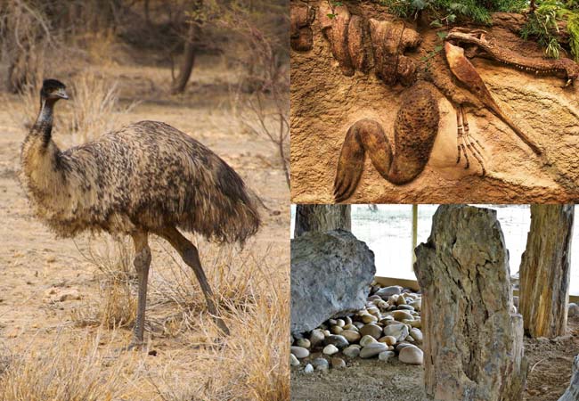 Parco dei fossili di legno di Akal