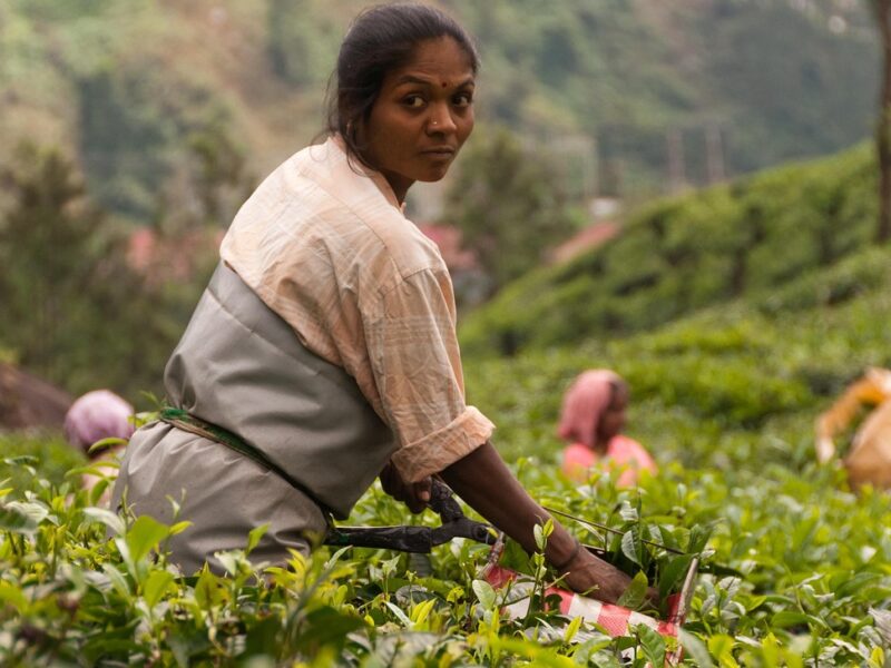 Kerala Cosa Vedere: Consigli di Viaggio India del Sud
