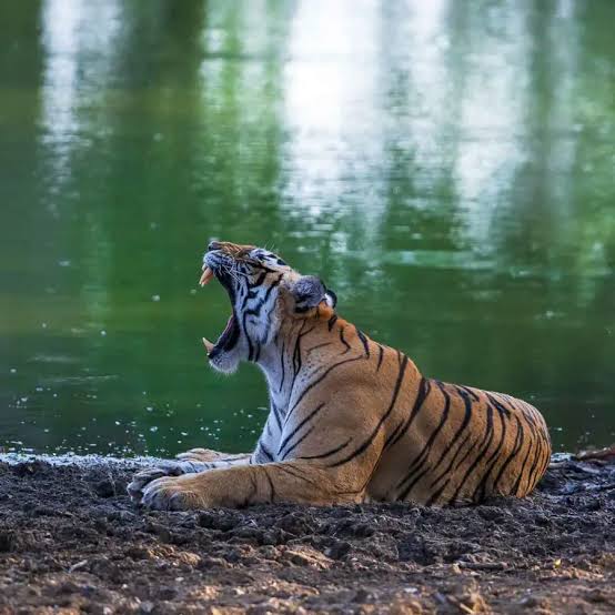 Viaje a Delhi Agra Jaipur con Ranthambore 08 Noches / 09 Días